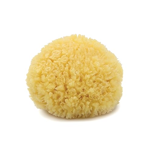 Neptune Caribbean Sea Sponge for Face & Body, Medium Approx. 5-6 Inch, Ultra-Soft Bath Sponge, Eco-Friendly & Biodegradable