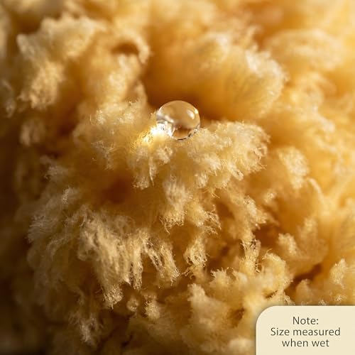 Constantia Beauty® Real Natural Sea Sponges 5pc Spa Gift Set | Premium Bag, Kind on Skin, For Bath Shower Facial Cleansing, Pamper Moms Brides Girlfriends & Teens - style: 5 piece set boxed