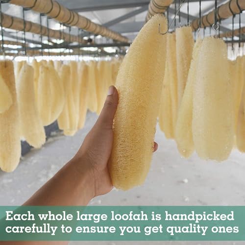 4 Pack Natural Loofah Sponges, METLUCK Organic Luffa Large Exfoliating Body Scrubbers Long Loofa Bath Shower Sponge Bulk for Women Men SPA Bath Kitchen Dishes, 14-17 inch - style: Whole Loofahs