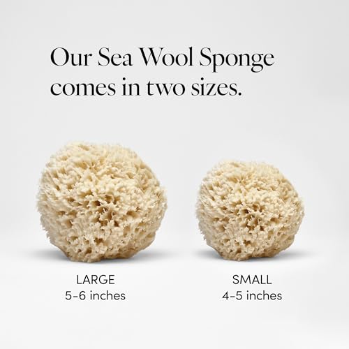 LATHER - Natural Sea Wool Sponge, 5-6" - Organic Exfoliating Body Scrubber - Soft, Gentle Cleansing - Hypoallergenic - All Skin Types - Florida Natural Loofah Sponge - Cruelty Free - Beauty & Skincare - style: Large