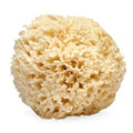 LATHER - Natural Sea Wool Sponge, 5-6" - Organic Exfoliating Body Scrubber - Soft, Gentle Cleansing - Hypoallergenic - All Skin Types - Florida Natural Loofah Sponge - Cruelty Free - Beauty & Skincare - style: Large