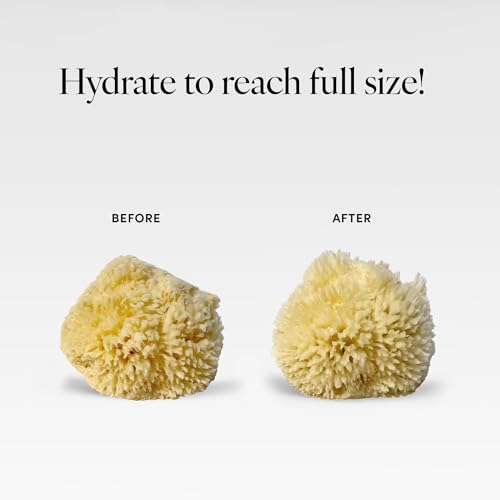 LATHER - Natural Sea Wool Sponge, 4-5" - Organic Exfoliating Body Scrubber - Soft, Gentle Cleansing - Hypoallergenic - All Skin Types - Florida Natural Loofah Sponge - Cruelty Free - Beauty & Skincare - style: Small