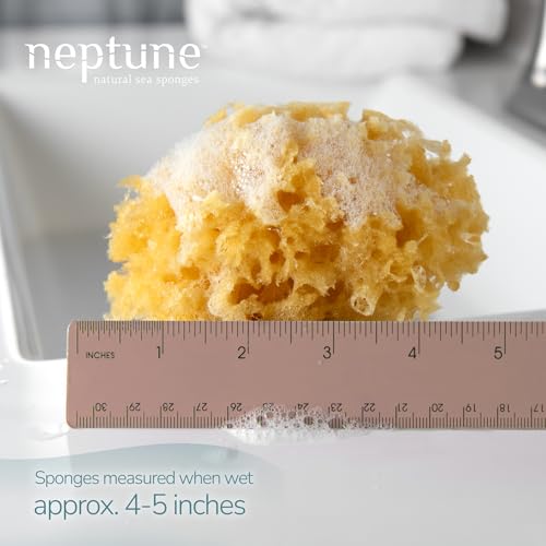 Neptune Caribbean Sea Sponge for Face & Body, Small Approx. 4-5 Inches, Ultra-Soft Bath Sponge, Eco-Friendly & Biodegradable