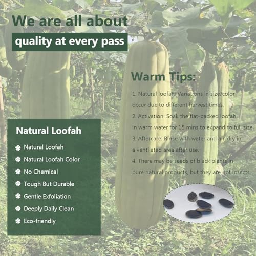 Natural Loofah Sponge, Organic Bath Loofah Pack, Lufas Exfoliating Body Scrubber, Loofas Sponges Shower Loofah for Women and Men, Skin SPA Ecotools- 6 Pack - size: 1 Count (Pack of 6)