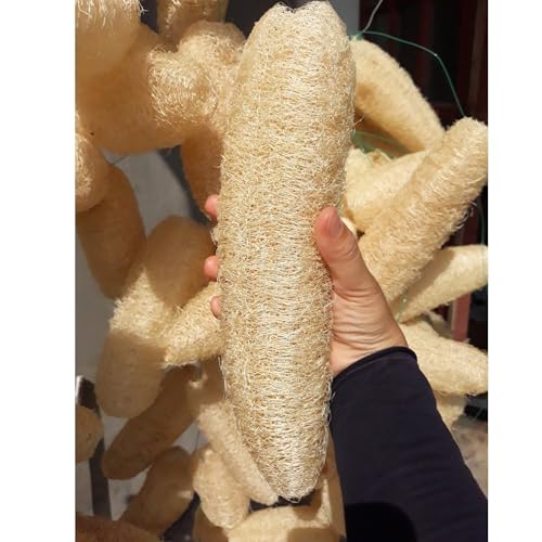 10 Pcs (7 – 10 Inches) Natural Loofah Sponge | Organic Loofah | Shower Loofah Exfoliating Body Scrubber | Bath for Loofah for Men and Women | (10 - Pack) - size: 7.1 – 10 Inch