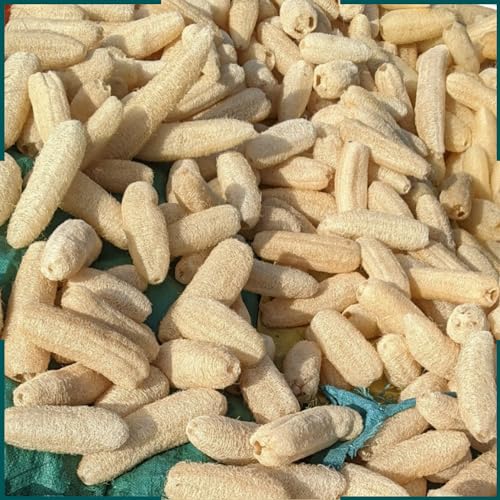 10 Pcs (5 – 7 Inches) Shower Loofah Exfoliating Body Scrubber | Natural Loofah Sponge | Bath for Loofah for Men and Women | Pack of 10 - size: 1 Count (Pack of 10)