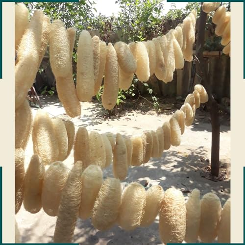 10 Pcs (5 – 7 Inches) Shower Loofah Exfoliating Body Scrubber | Natural Loofah Sponge | Bath for Loofah for Men and Women | Pack of 10 - size: 1 Count (Pack of 10)