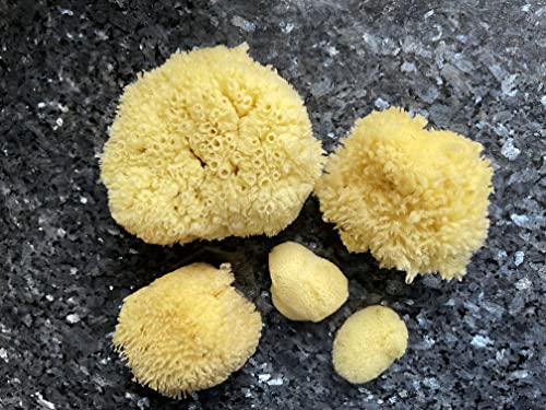 Constantia Beauty® Real Natural Sea Sponges 5pc Spa Gift Set | Premium Bag, Kind on Skin, For Bath Shower Facial Cleansing, Pamper Moms Brides Girlfriends & Teens - style: 5 piece set boxed