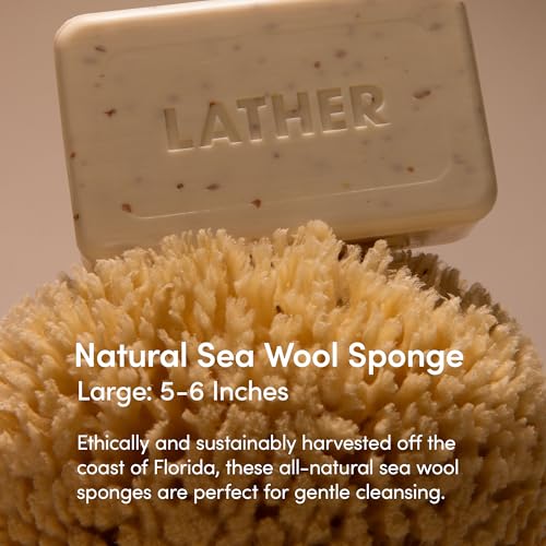 LATHER - Natural Sea Wool Sponge, 5-6" - Organic Exfoliating Body Scrubber - Soft, Gentle Cleansing - Hypoallergenic - All Skin Types - Florida Natural Loofah Sponge - Cruelty Free - Beauty & Skincare - style: Large