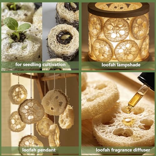 Natural Loofah Sponge for Soap Making, 20 Pack Organic Loofahs Slices Cuts Set, Loofa Exfoliating Body Scrubber, Shower Sponge Luffas for Women and Men - size: 1 Count (Pack of 20)