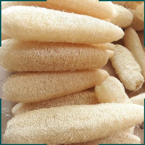 10 Pcs (5 – 7 Inches) Shower Loofah Exfoliating Body Scrubber | Natural Loofah Sponge | Bath for Loofah for Men and Women | Pack of 10 - size: 1 Count (Pack of 10)