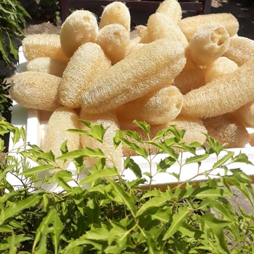 10 Pcs (7 – 10 Inches) Natural Loofah Sponge | Organic Loofah | Shower Loofah Exfoliating Body Scrubber | Bath for Loofah for Men and Women | (10 - Pack) - size: 7.1 – 10 Inch