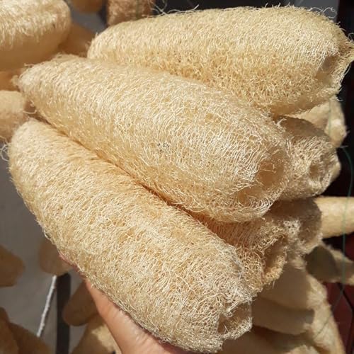 10 Pcs (5 – 7 Inches) Shower Loofah Exfoliating Body Scrubber | Natural Loofah Sponge | Bath for Loofah for Men and Women | Pack of 10 - size: 1 Count (Pack of 10)