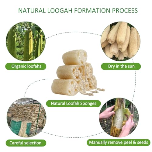 Natural Loofah Sponge, Organic Bath Loofah Pack, Lufas Exfoliating Body Scrubber, Loofas Sponges Shower Loofah for Women and Men, Skin SPA Ecotools- 6 Pack - size: 1 Count (Pack of 6)