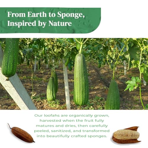 Natural Loofah Exfoliating Body Scrubber (8 Pack) - Organic Loofah for Body - Biodegradable Shower Luffa - Natural Bath Sponges Loufa - Estropajos para el Cuerpo
