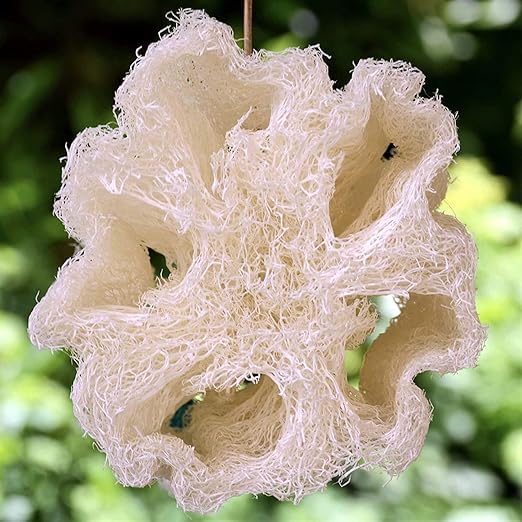 Whole Egyptian Loofah 100% Natural Organic Loofah Exfoliating Scrubber for Shower, Natural Loofah Body Sponge for Men and Women, Cream White - style: Medium