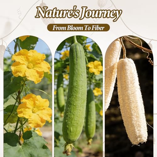 Natural Loofah Sponge Exfoliating Body Scrubber Pads (4-Pack) | Plant-Based Luffa for Men & Women, Bath Shower Scrubber for Face and Body Skin Care
