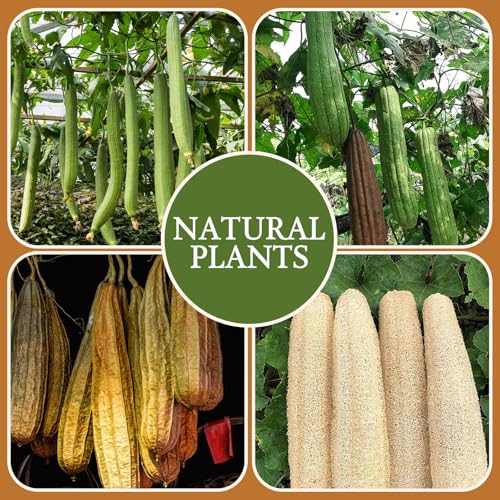 Natural Loofah Bath Mitts, 100% Plant-Based Loofah Gloves for Women and Men,Dye-Free,for face and Body-2 Count